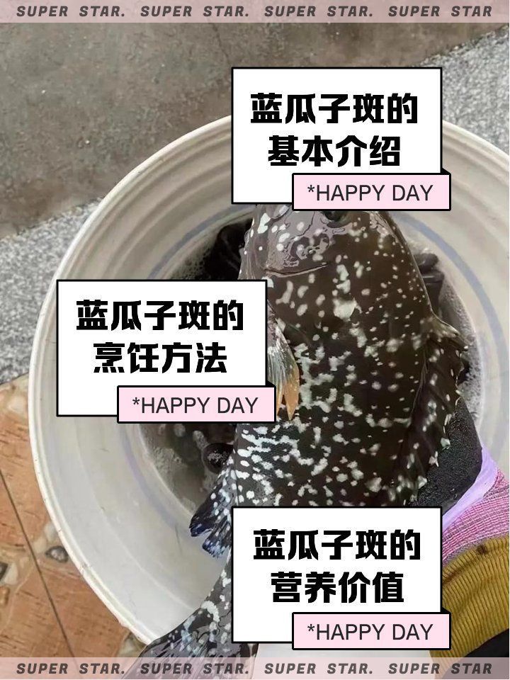 藍斑魚圖片