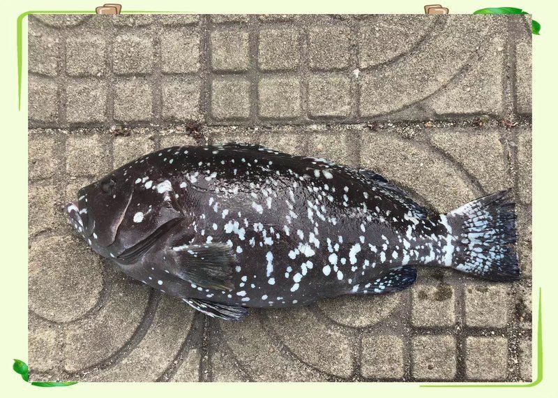 藍斑魚圖片