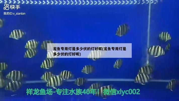 龍魚專用燈是多少伏的燈：龍魚專用燈電壓在多少？