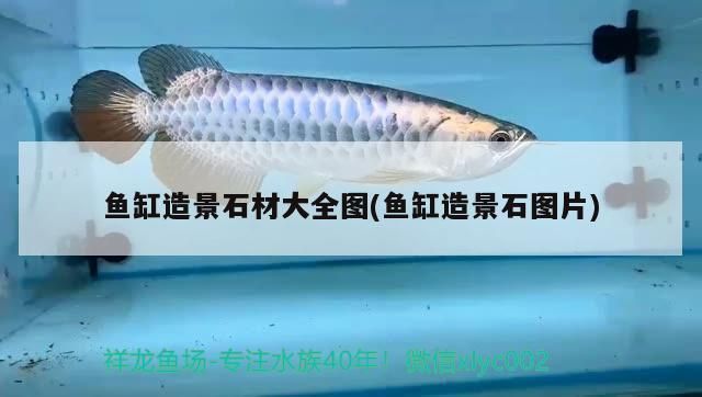 龍魚專用燈是多少伏的燈：龍魚專用燈電壓在多少？