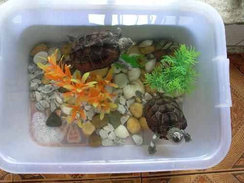 龍魚缸里養什么烏龜合適冬天養：適合與龍魚混養的烏龜種類并不太多，其中最適合與龍魚混養