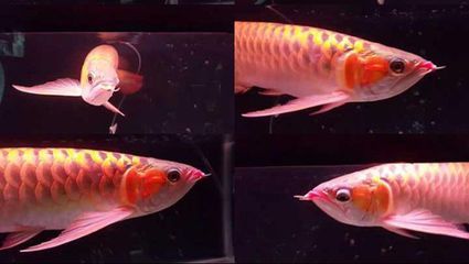 金龍魚相片，關于金龍魚的一些信息和高清圖片