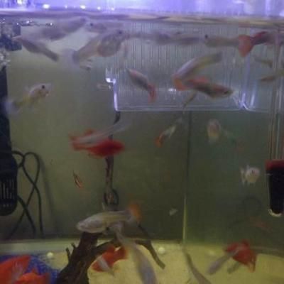 龍魚吃孔雀魚飼料好嗎（如何自制龍魚飼料,孔雀魚飼料成分分析）
