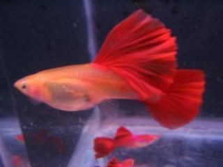龍魚吃孔雀魚飼料好嗎（如何自制龍魚飼料,孔雀魚飼料成分分析）
