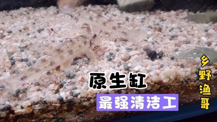 魚缸清潔工叫什么魚，清道夫魚對水草的影響如何養護清道夫魚魚缸清潔魚的選擇標準