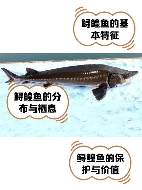 如何區(qū)分不同品種的鱘龍魚？