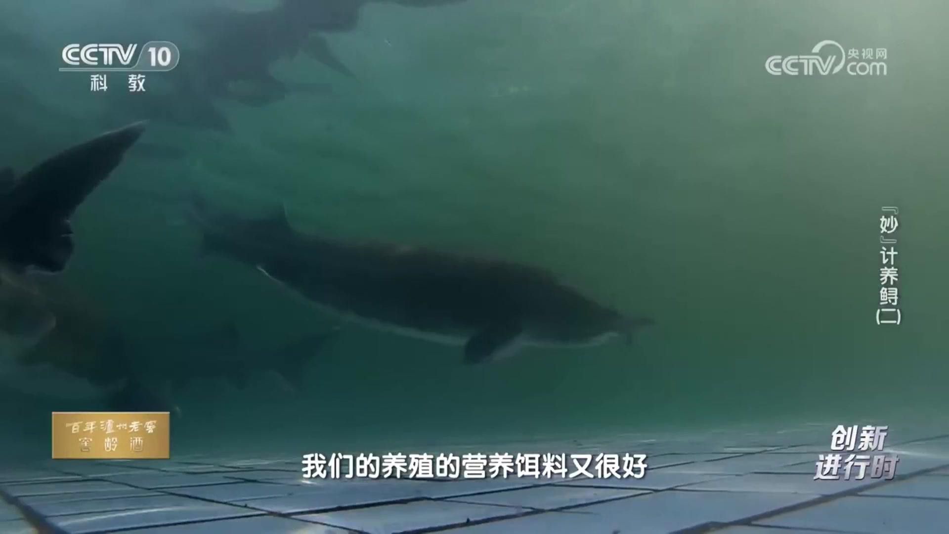 如何區(qū)分不同品種的鱘龍魚？