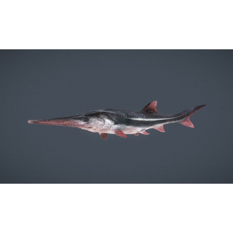 如何區(qū)分不同品種的鱘龍魚？
