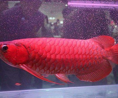 紅龍魚抽瘋：如何預(yù)防紅龍魚抽瘋