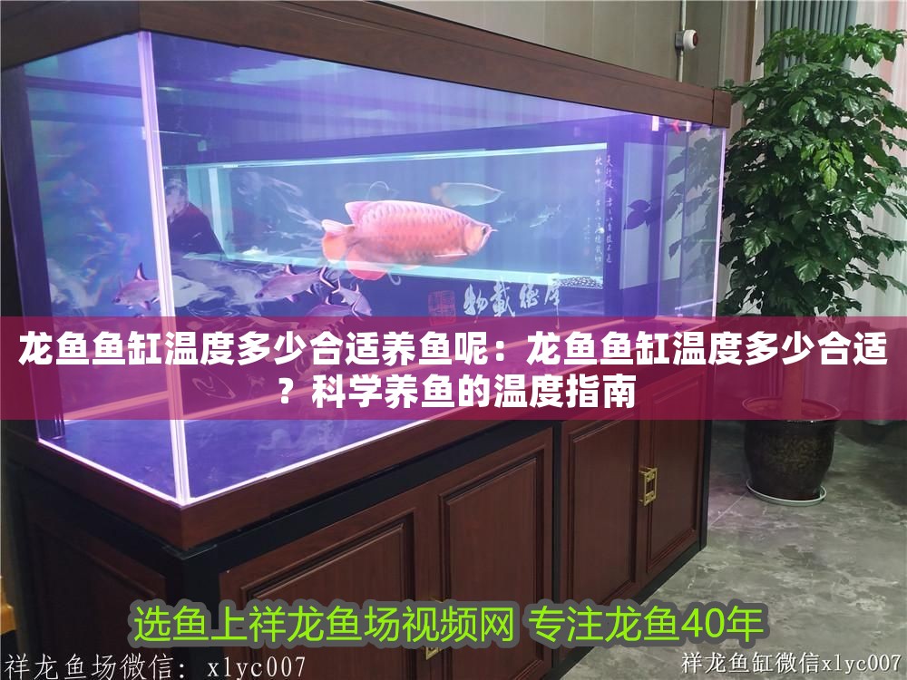 龍魚(yú)魚(yú)缸溫度多少合適養(yǎng)魚(yú)呢：龍魚(yú)魚(yú)缸溫度多少合適？科學(xué)養(yǎng)魚(yú)的溫度指南
