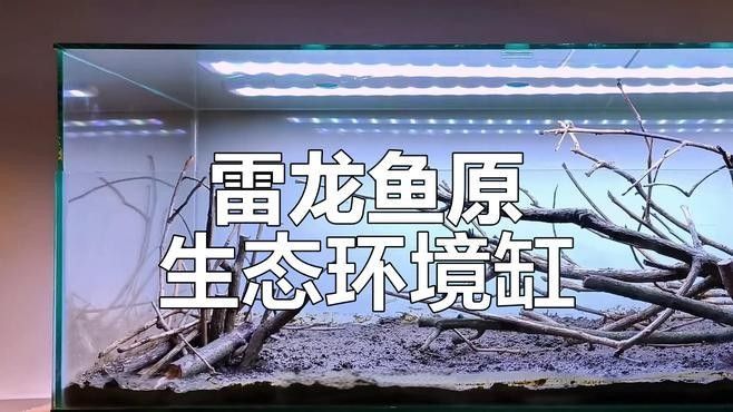 鬼王雷龍魚苗怎么養