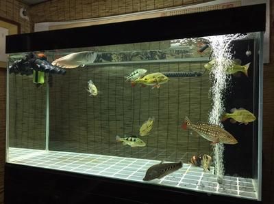 龍魚蹦出來了撈回去了：龍魚從魚缸中蹦出來并被撈回