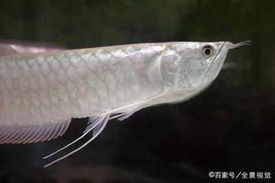 龍魚蹦出來了撈回去了：龍魚從魚缸中蹦出來并被撈回