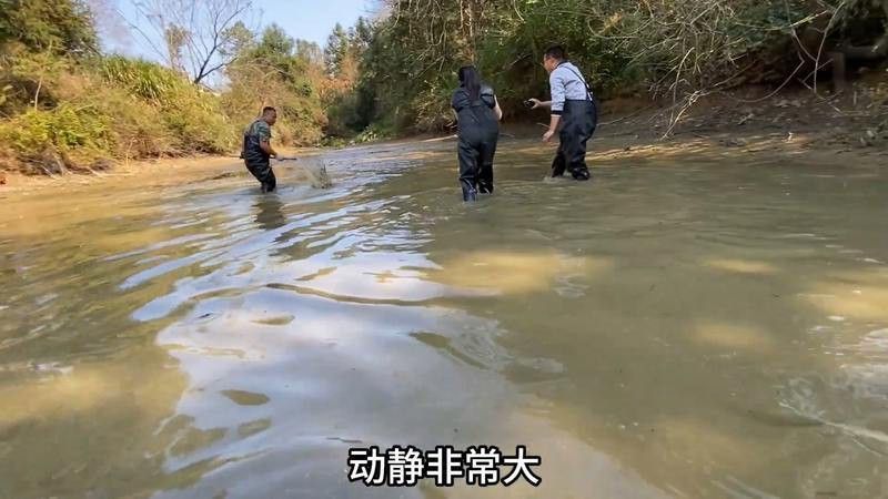 海南野生過山龍魚多嗎視頻