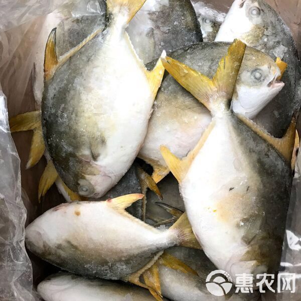 金鉆魚價(jià)格