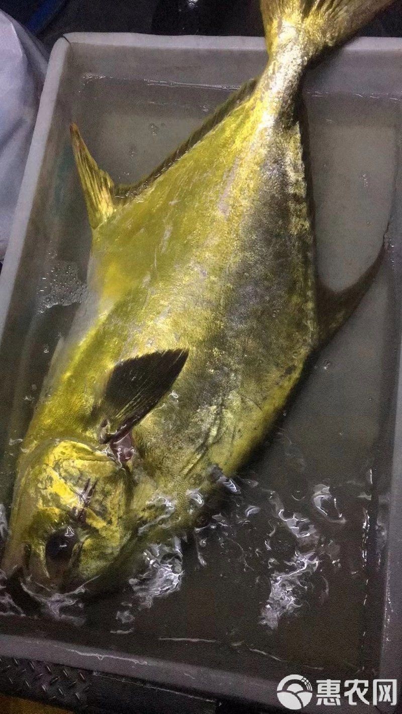 金鉆魚價(jià)格