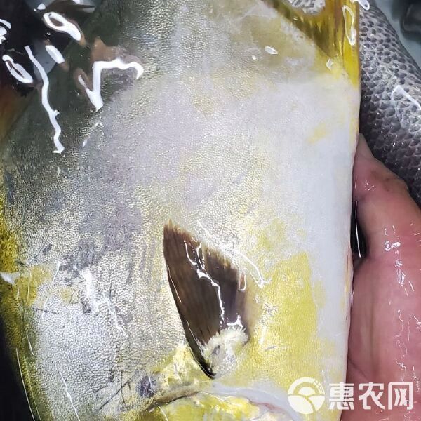金鉆魚價(jià)格