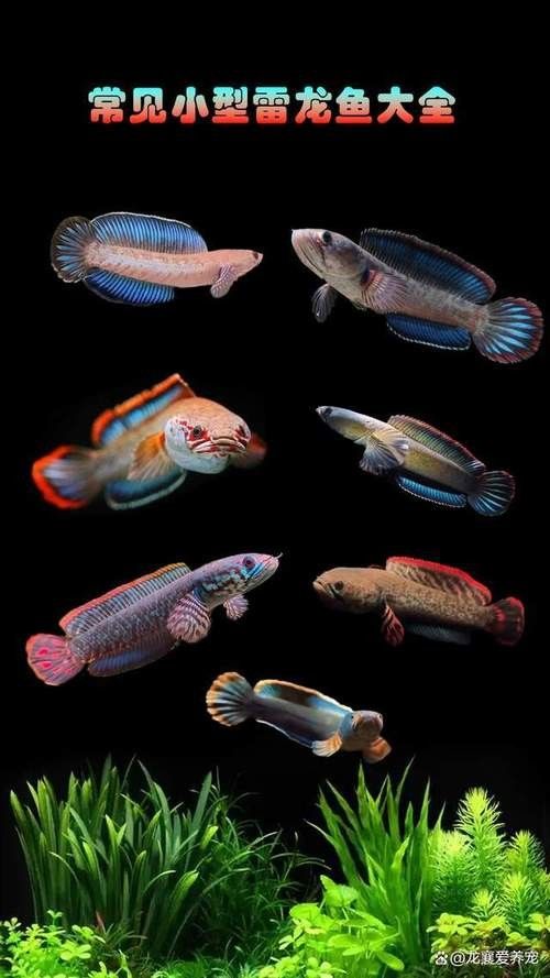雷龍魚(yú)圖片及價(jià)格