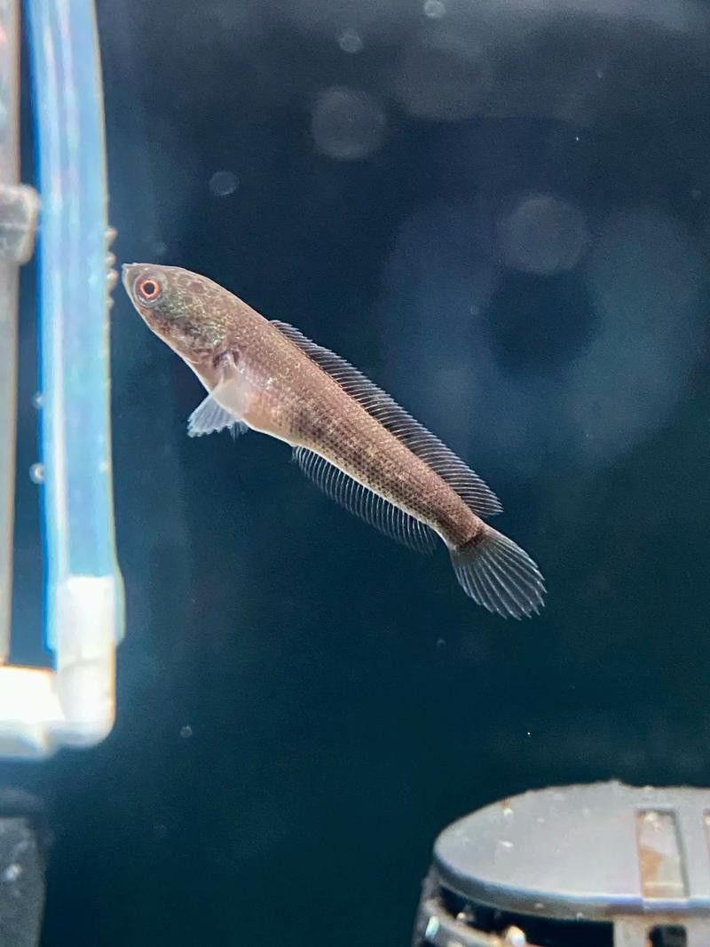 雷龍魚圖片及價格