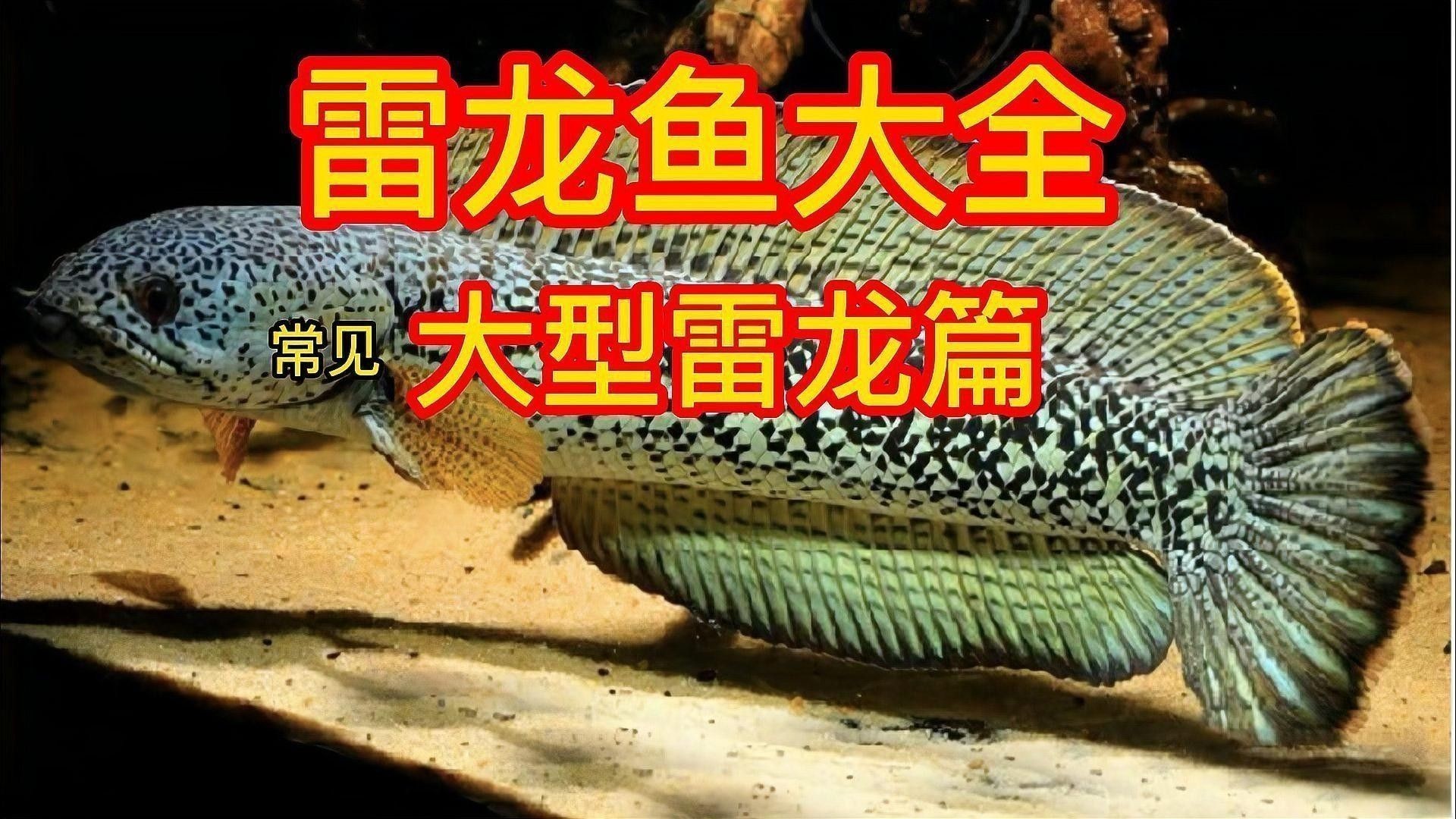 雷龍魚圖片及價格