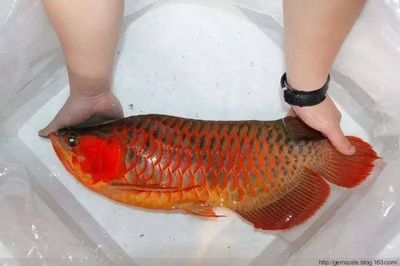 龍魚會感到孤獨嗎？：龍魚會感到孤獨嗎， 龍魚會感到孤獨嗎？：龍魚會感到孤獨嗎， 龍魚百科 第1張