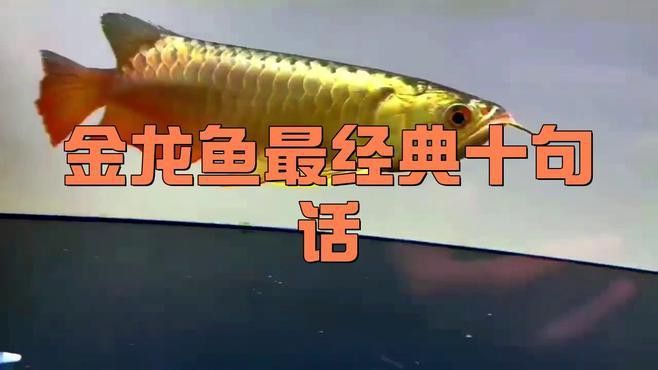 介紹金龍魚廣告詞語