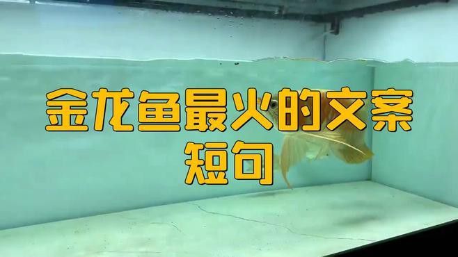 介紹金龍魚廣告詞語