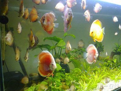龍魚慢性中毒怎么辦：如何處理龍魚慢性中毒的詳細(xì)步驟和注意事項(xiàng)