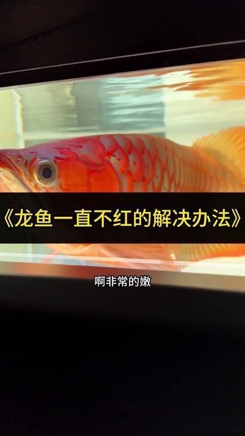 龍魚爛鰭最簡單三個步驟圖片