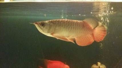 龍魚(yú)吊眼手術(shù)多少錢(qián)：龍魚(yú)吊眼手術(shù)價(jià)格