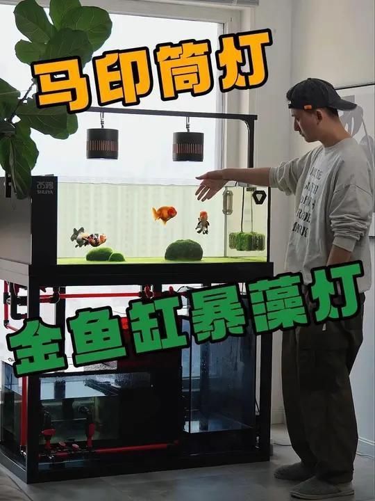 馬印水族魚缸增艷金龍最新視頻