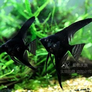 黑色的金龍魚多少錢一條（黑色金龍魚價格在1000元左右黑色金龍魚價格在1000元左右）