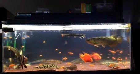 金龍魚一次養幾條（金龍魚一次可以養幾條）