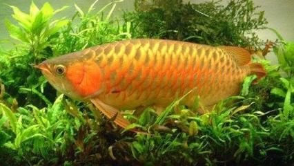 金龍魚一次養幾條（金龍魚一次可以養幾條）