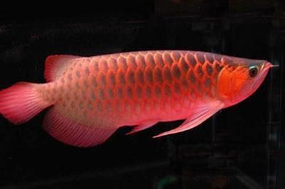 金龍魚一次養幾條（金龍魚一次可以養幾條）