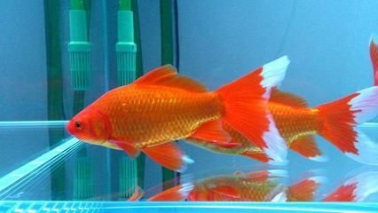 飼養(yǎng)金龍魚(yú)最佳水溫是多少度的：金龍魚(yú)的飼養(yǎng)最佳水溫是一個(gè)適宜的范圍，具體如下