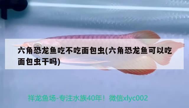 六角恐龍魚食物該怎么消毒呢：六角恐龍魚吃沉底飼養六角恐龍魚吃沉底飼料嗎 六角恐龍魚食物該怎么消毒呢：六角恐龍魚吃沉底飼養六角恐龍魚吃沉底飼料嗎 龍魚百科 第1張