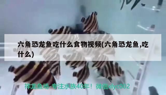 六角恐龍魚食物該怎么消毒呢：六角恐龍魚吃沉底飼養六角恐龍魚吃沉底飼料嗎 六角恐龍魚食物該怎么消毒呢：六角恐龍魚吃沉底飼養六角恐龍魚吃沉底飼料嗎 龍魚百科 第8張