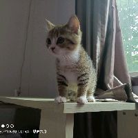 龍貓和什么動物可以一起養(yǎng)