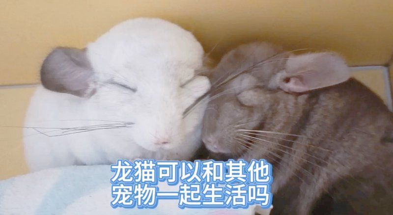龍貓和什么動物可以一起養(yǎng)
