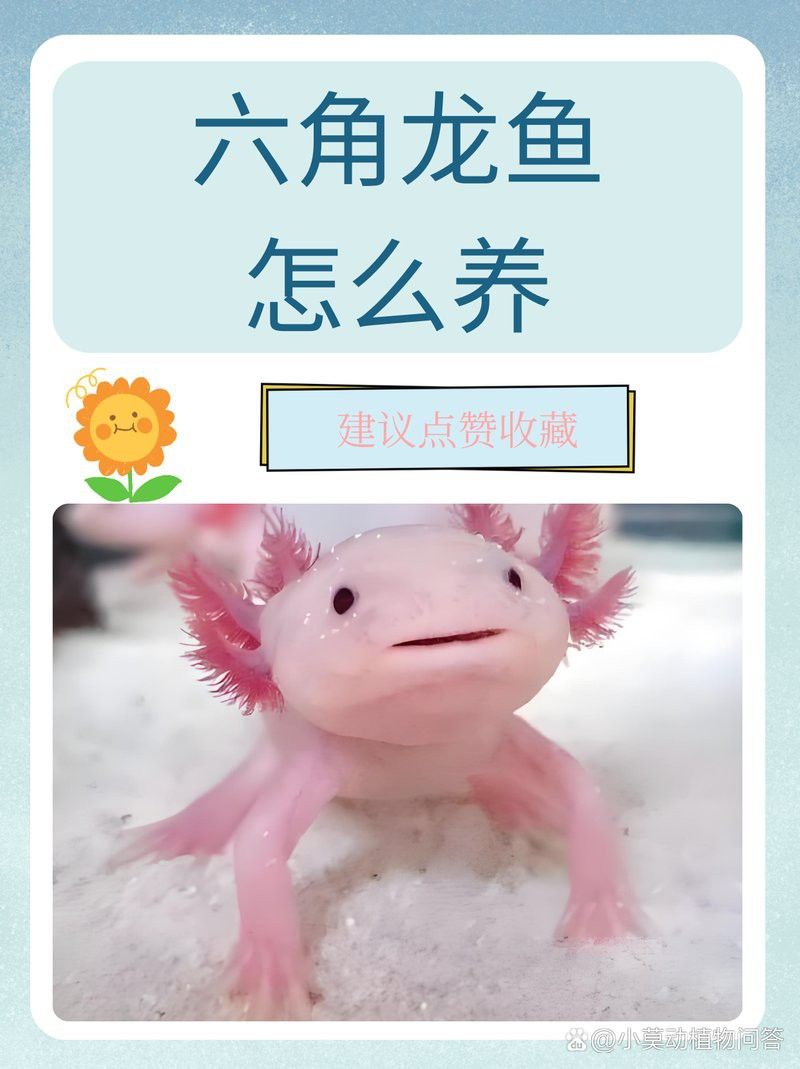 六角龍魚爛鰓病會自愈嗎？