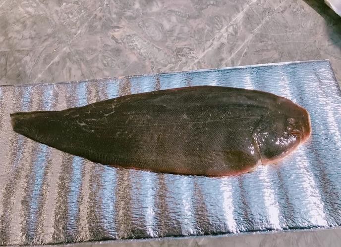 龍利魚和龍魚的區別圖片