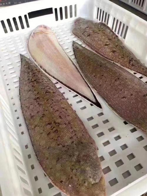 龍利魚和龍魚的區別圖片