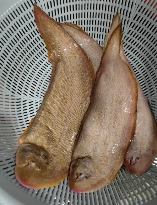 龍利魚和龍魚的區別圖片