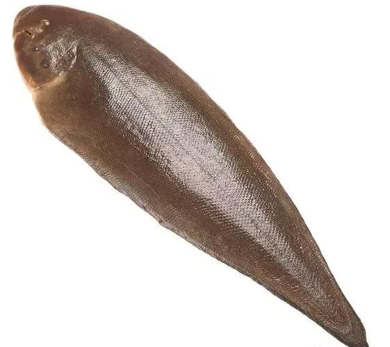 龍利魚和龍魚的區別圖片
