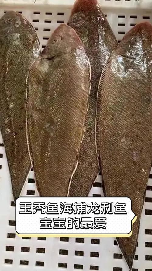 龍利魚和龍魚的區別圖片