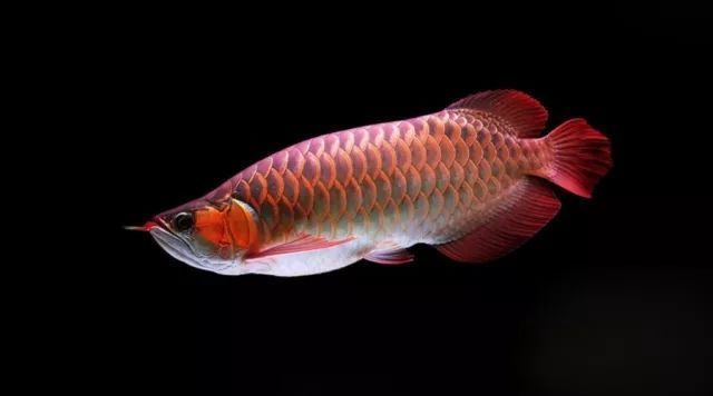 紅龍魚用燈烤對魚有害嗎：關(guān)于紅龍魚用燈烤的一些詳細(xì)信息