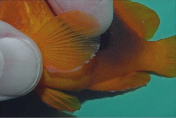 龍魚粘液過多是什么原因？