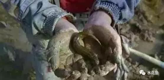 龍魚粘液過多是什么原因？