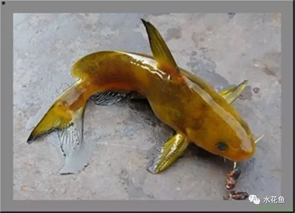 龍魚粘液過多是什么原因？